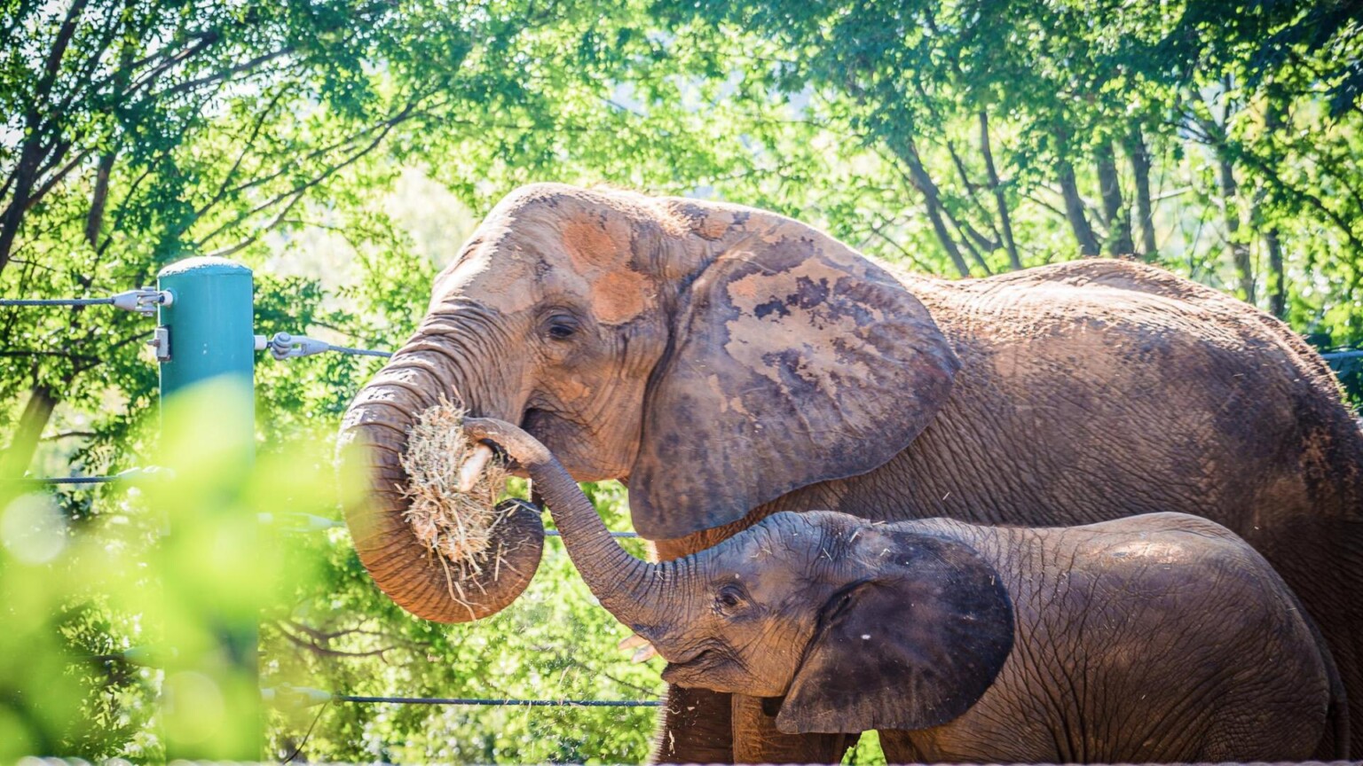 Elephant calf, Fitz, dies at Louisville Zoo WNKY News 40 Television