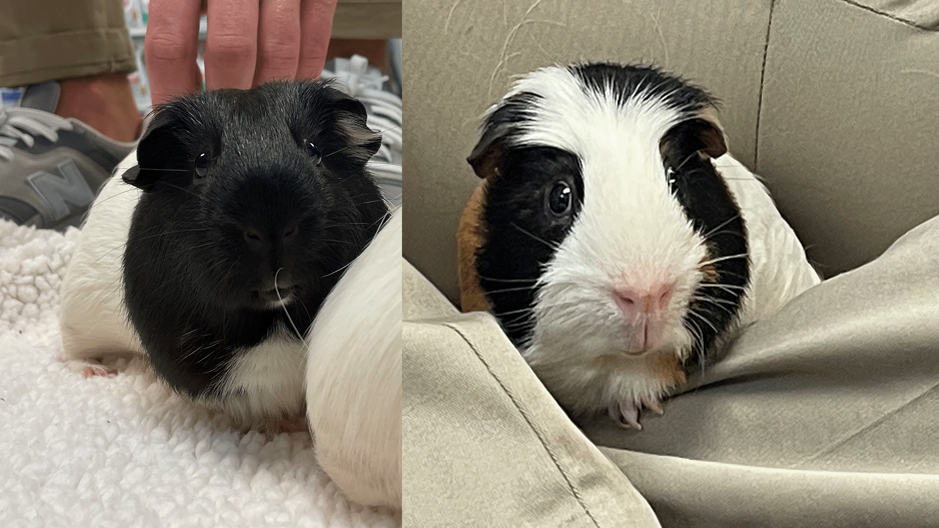 Guinea discount pig nibbles