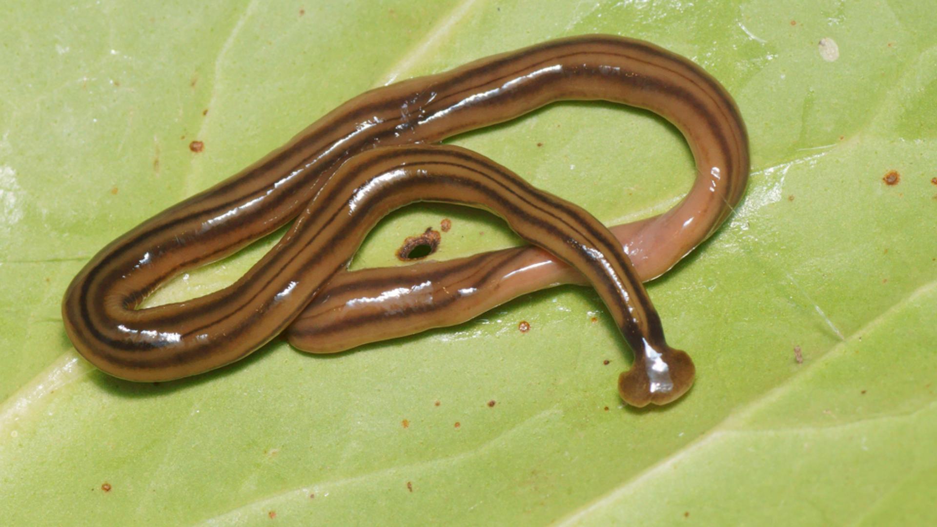 Hammerhead worms How dangerous are they to south central Kentucky