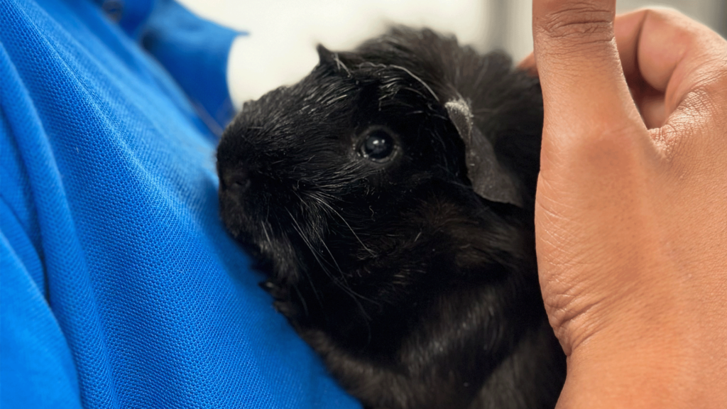 Potd Oreo