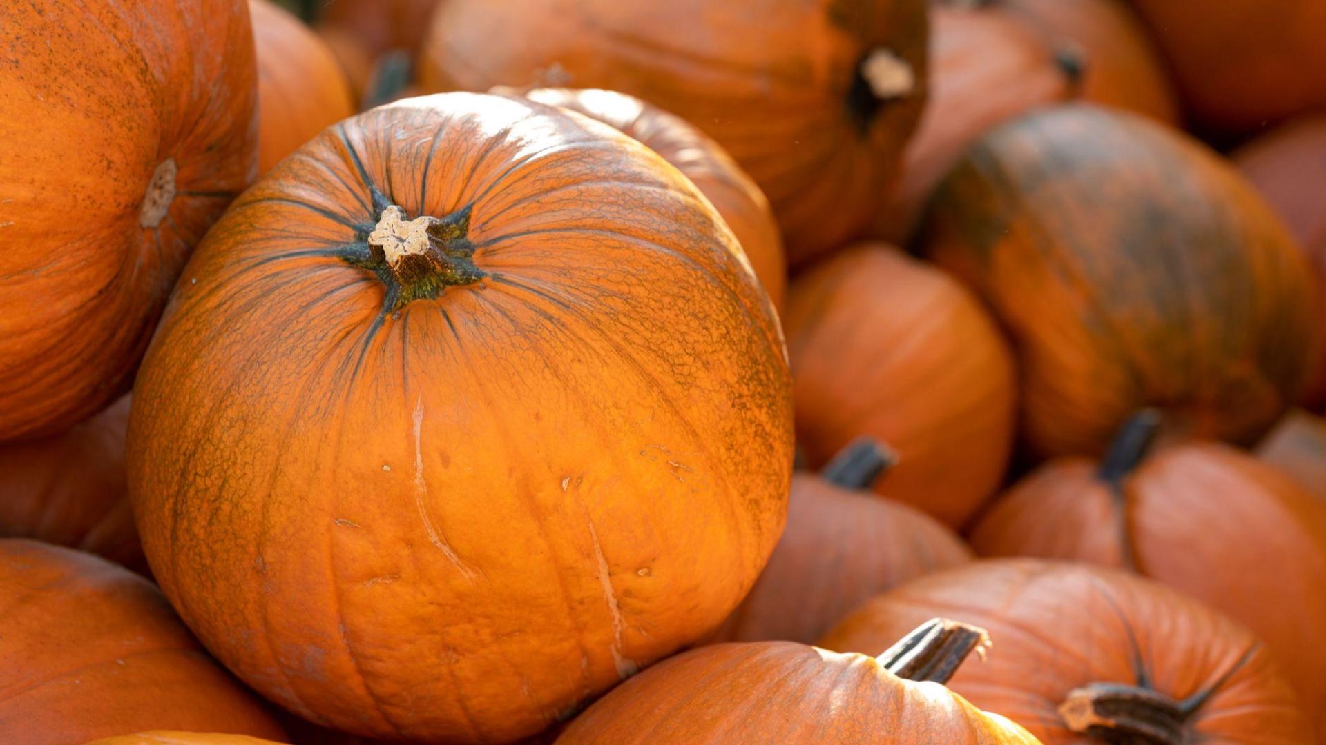How Extreme Weather In The US May Have Affected The Pumpkins You Picked how-extreme-weather-in-the-us-may-have-affected-the-pumpkins-you-picked
