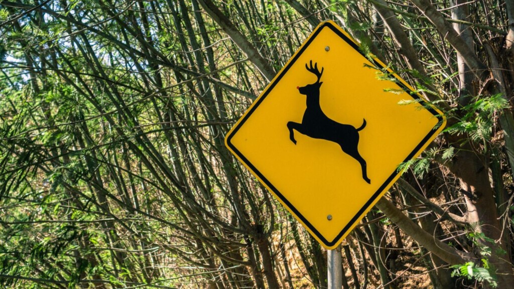 deer crossing