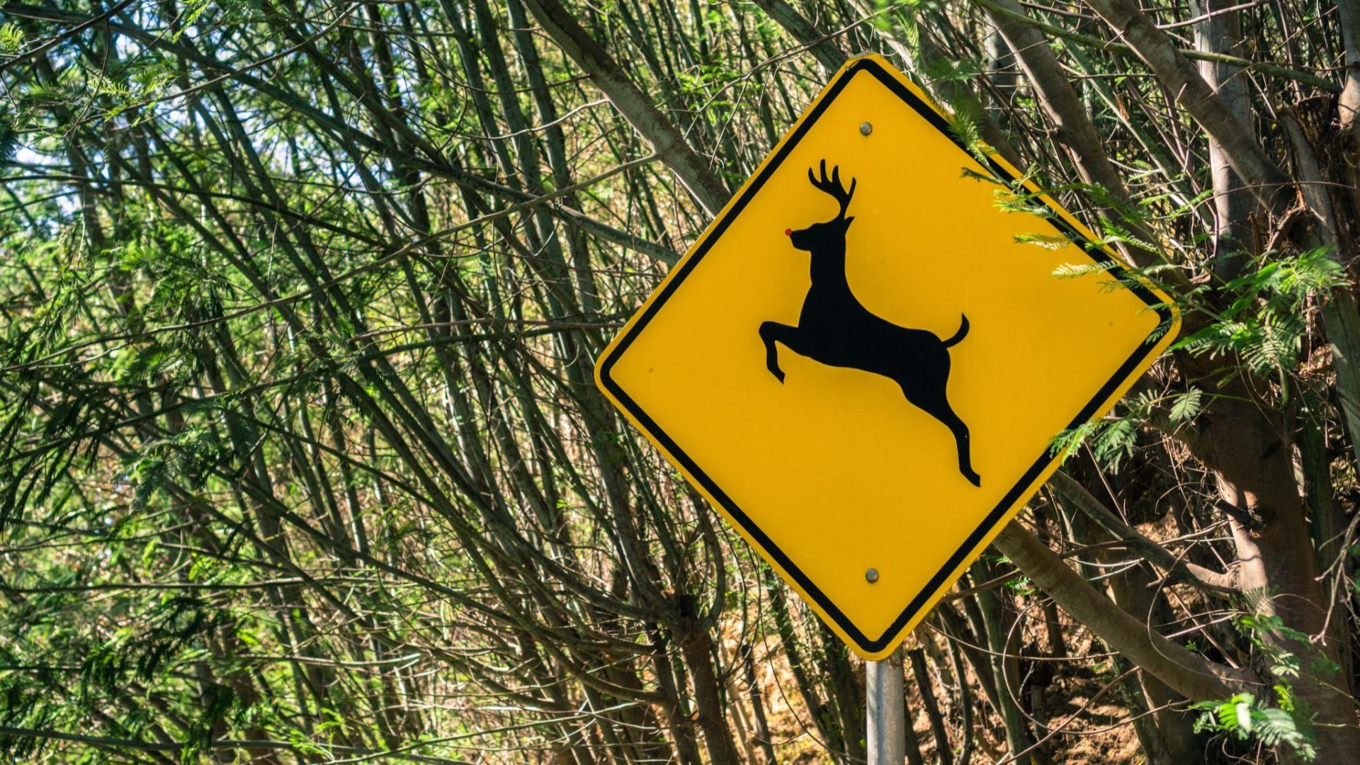 Antler Alert Deer Mating Season Is Here WNKY News 40 Television antler-alert-deer-mating-season-is-here-wnky-news-40-television
