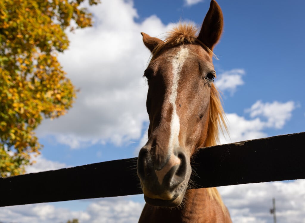 Horse Tc 7380