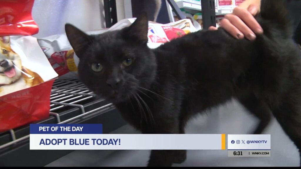 Pet Of The Day: Blue