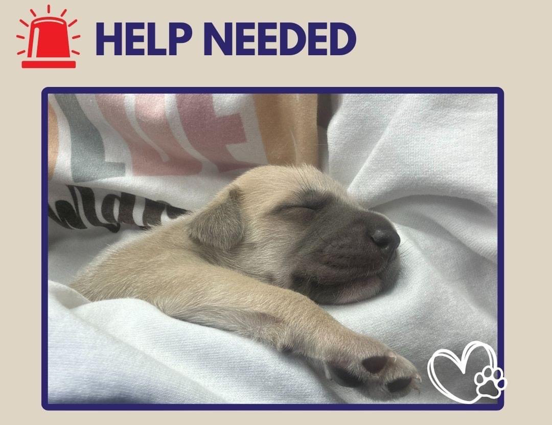 What to do with unwanted litters WNKY News 40 Television