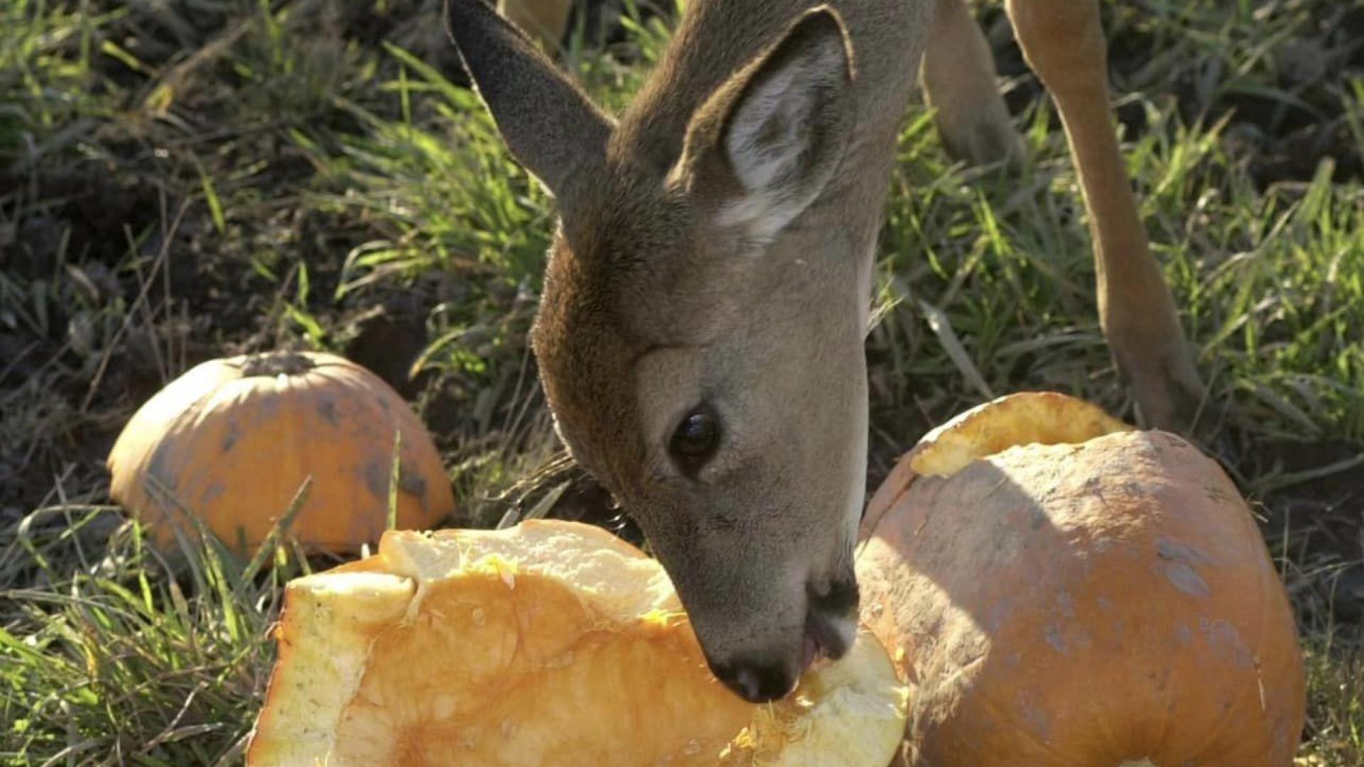Pumpkins repurposed for animals at Broadbent Wildlife Sanctuary WNKY