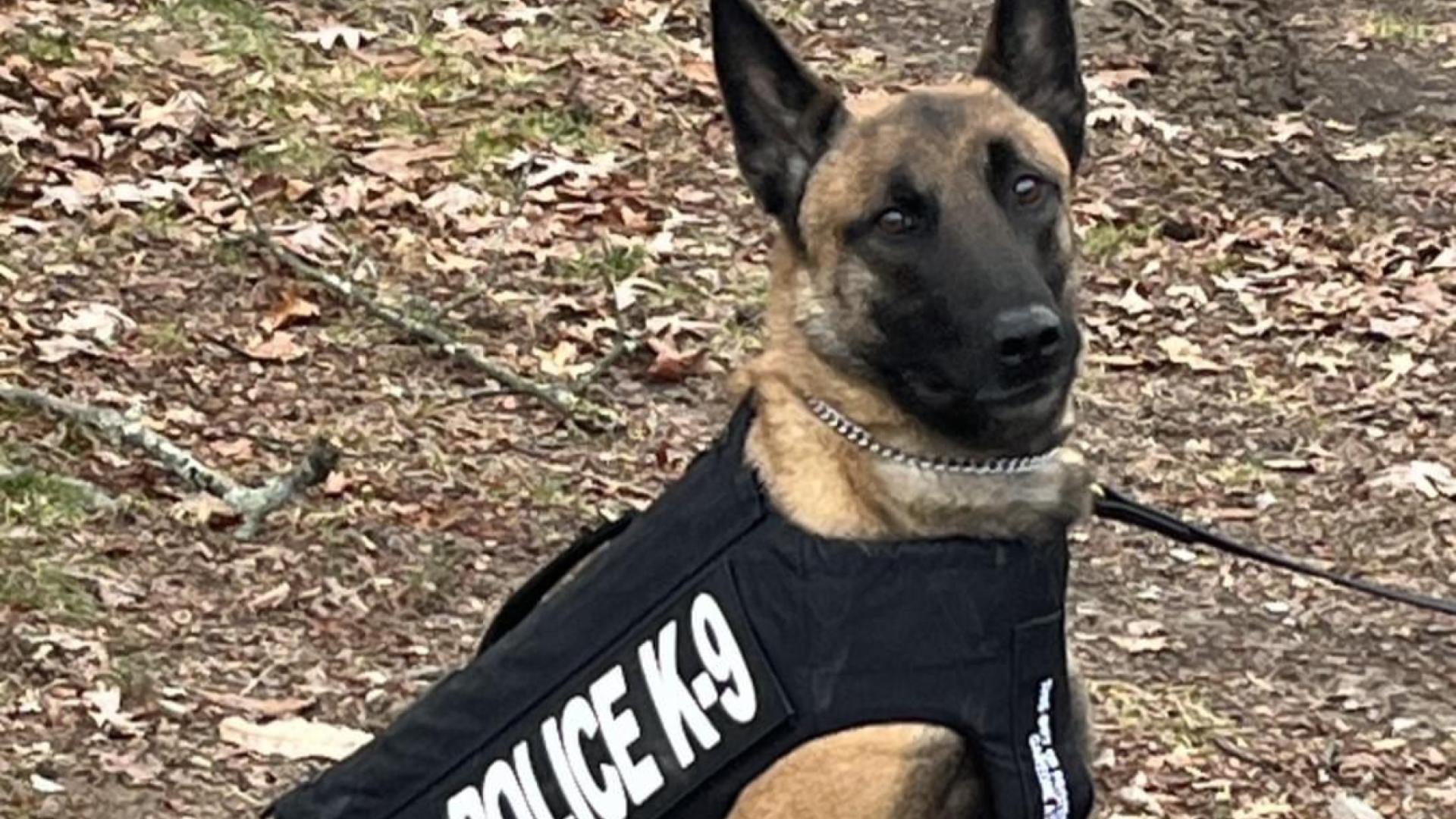 Scottsville K 9 Receives New Body Armor Wnky News 40 Television