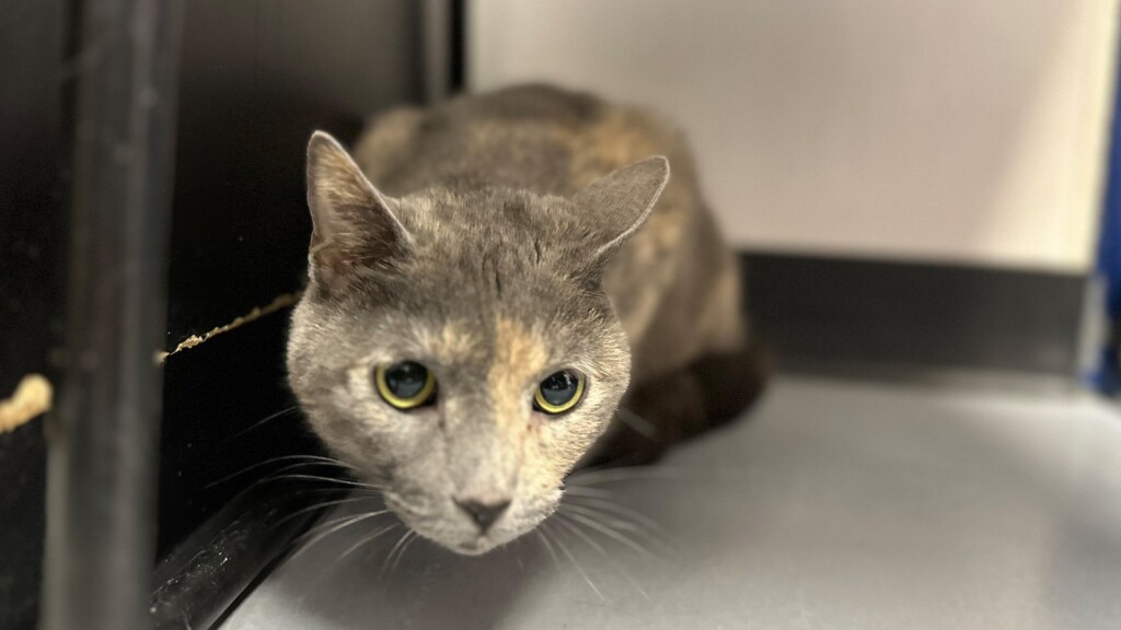 Pet Of The Day, Mel, 013024