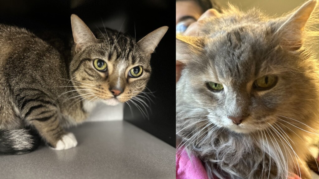 Pet Of The Day, Muffy & Vixen, 011624