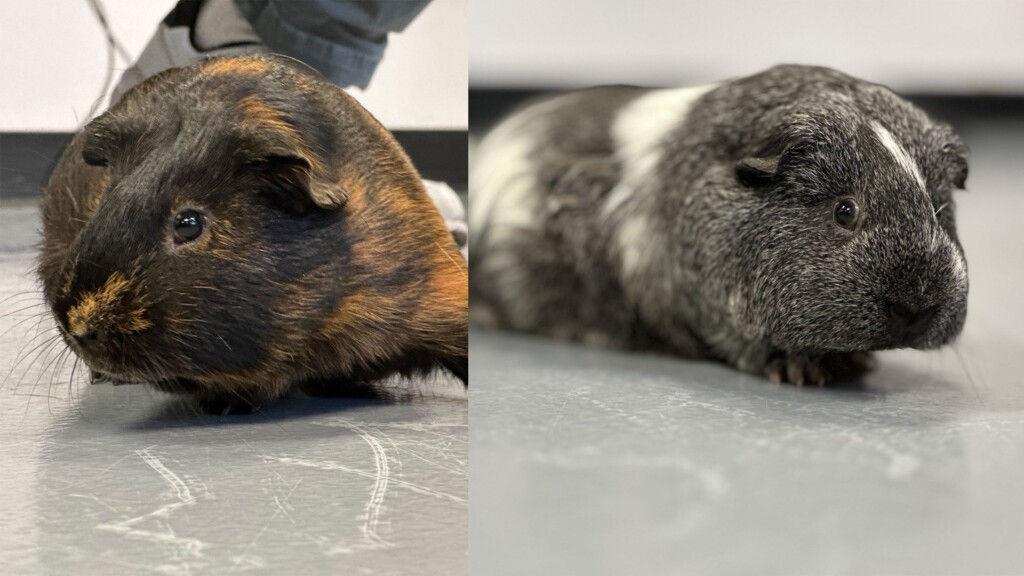 Pet Of The Day, Archie And Rufus, 013124