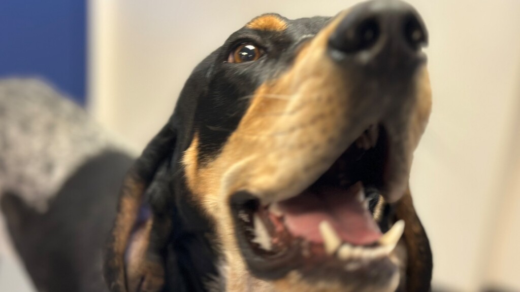 Pet Of The Day, King, 011924 Selected Tracks