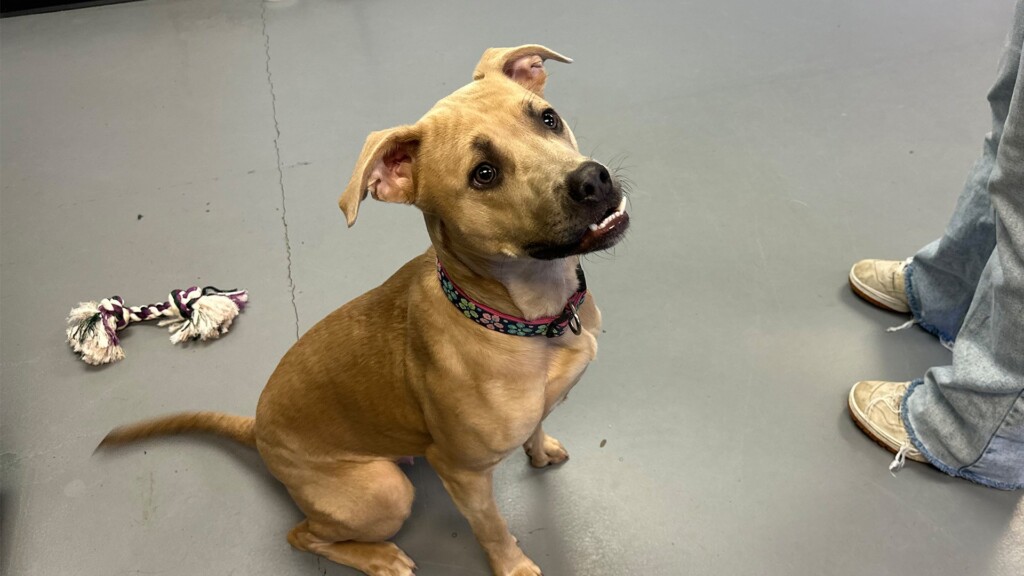 Pet Of The Day, Boney 011724