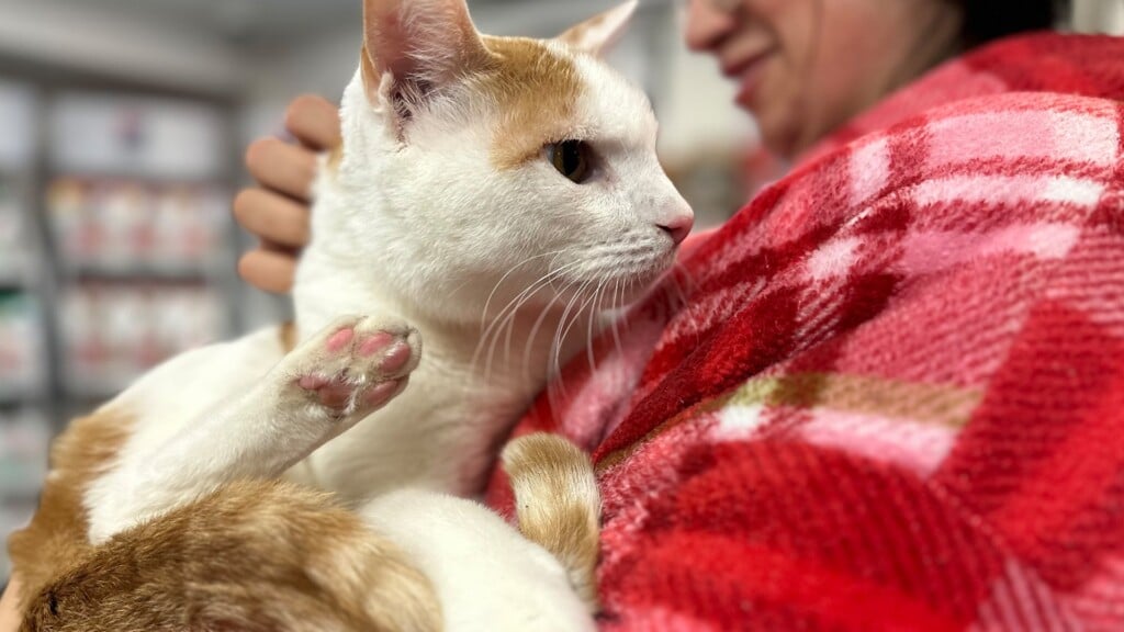 Pet Of The Day, Bubby, 012324