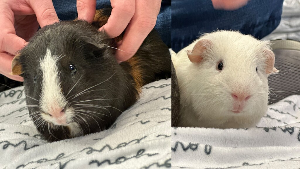 Pet Of The Day, Roo & Rambo, 012424