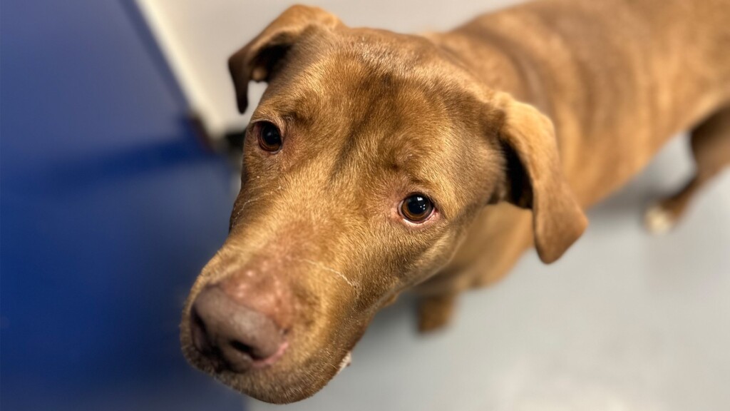 Pet Of The Day. Jake, 010324 Selected Tracks