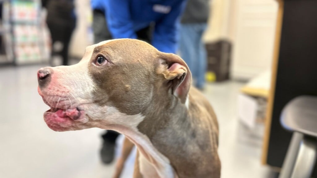 Pet Of The Day, Isis, 020824