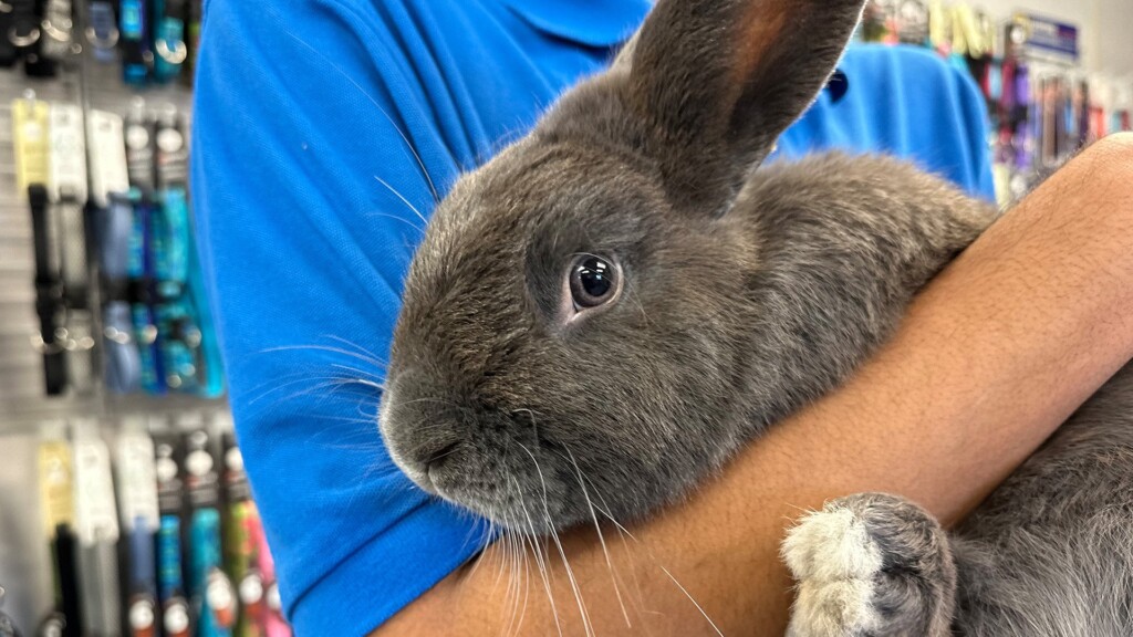 Pet Of The Day, Carrot, 021424