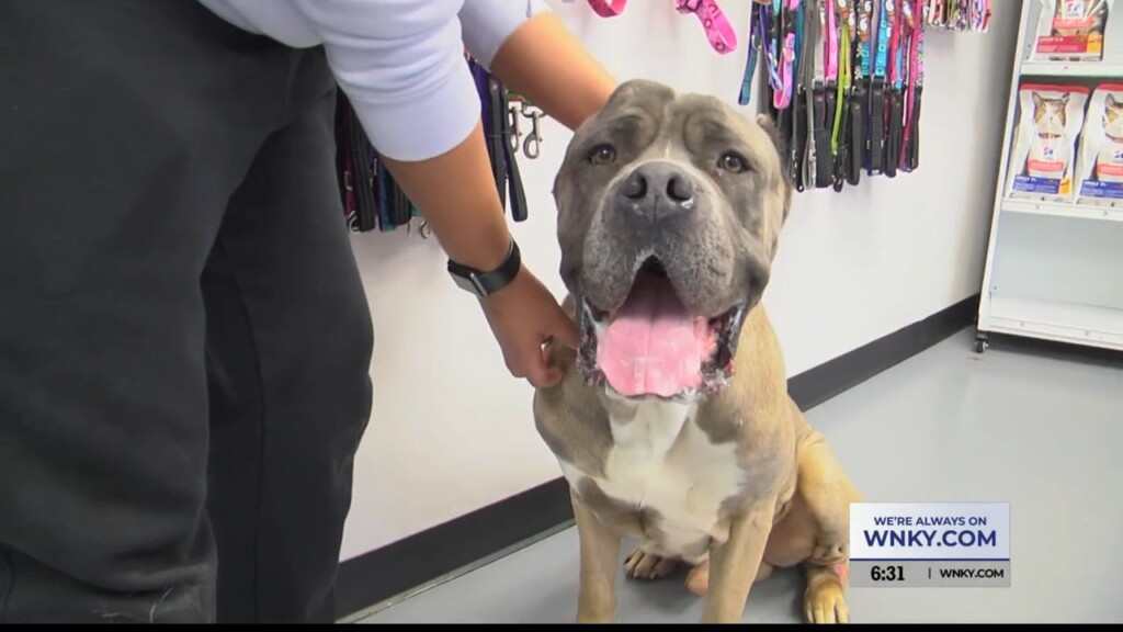 Pet Of The Day, Kaiden, 022024