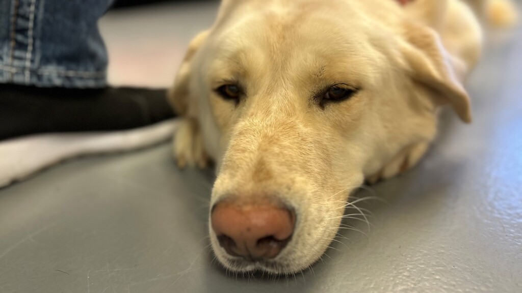 Pet Of The Day, Maggie, 022824