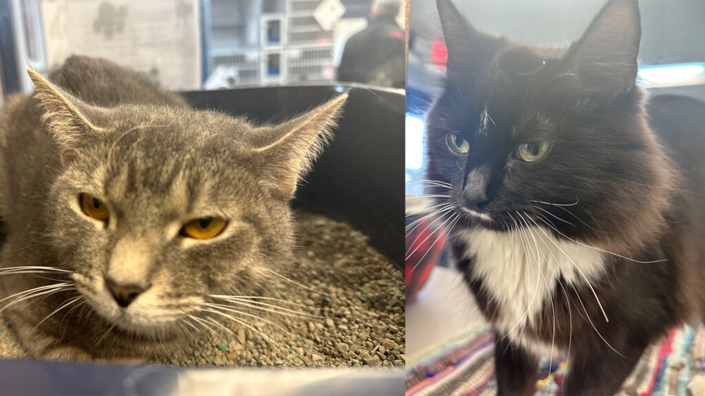 Pet Of The Day, Mary Jane And Mazzy, 021624