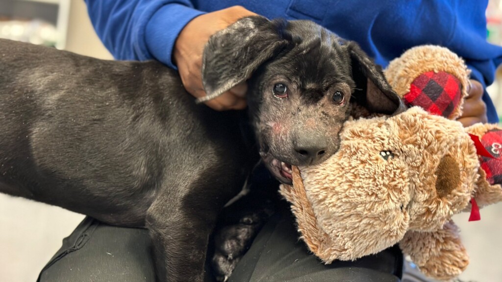 Pet Of The Day, Palmer, 020924