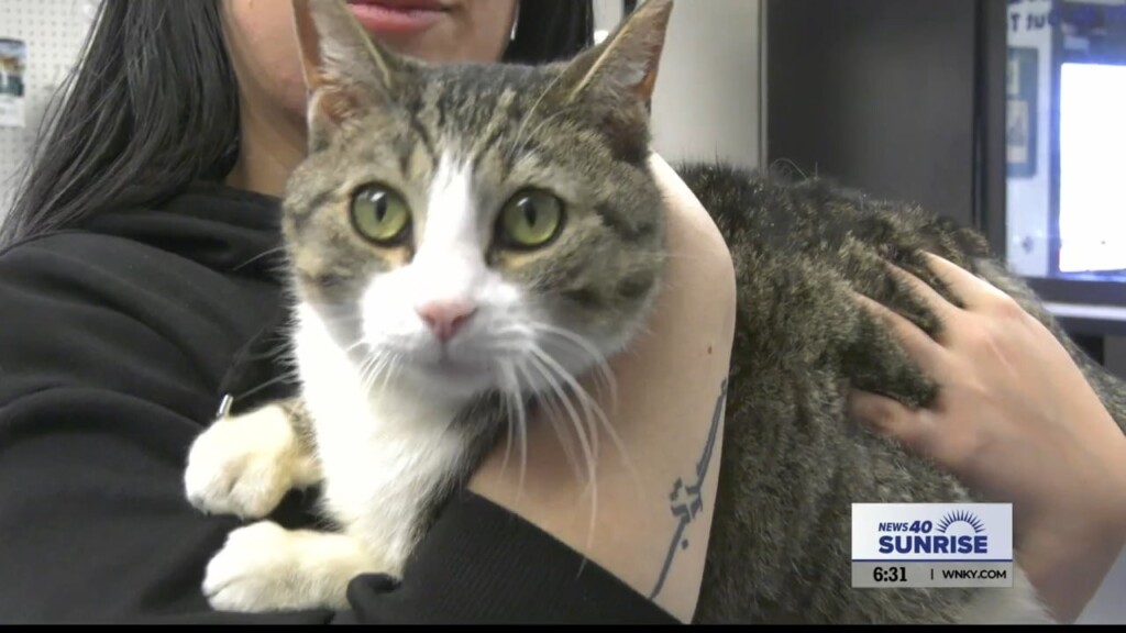 Pet Of The Day, Duke, 020624