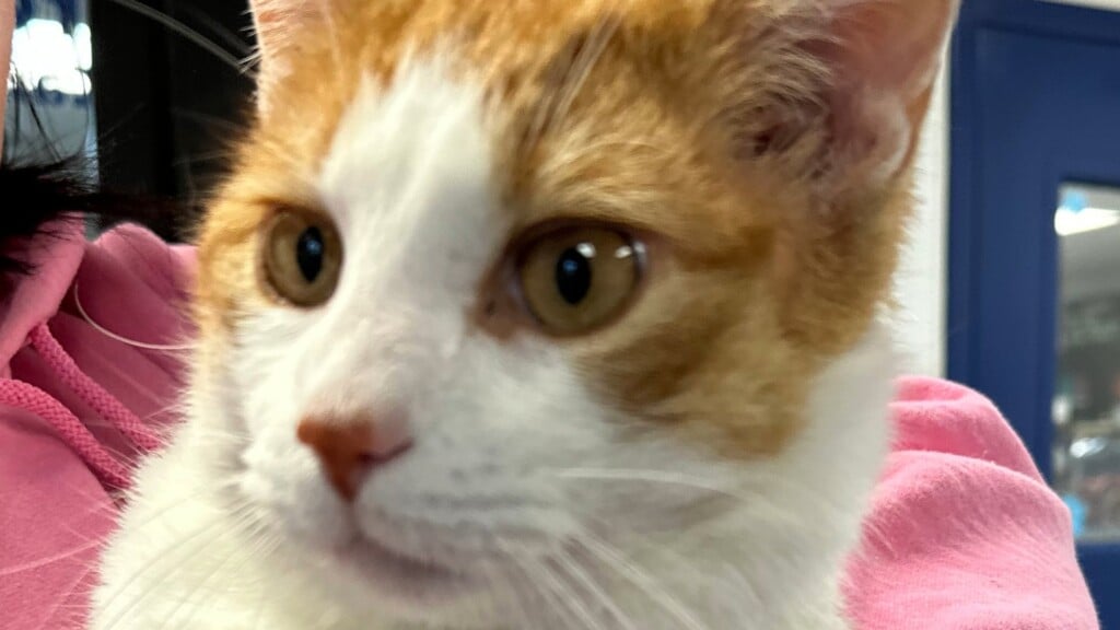 Pet Of The Day, Houdini, 020224