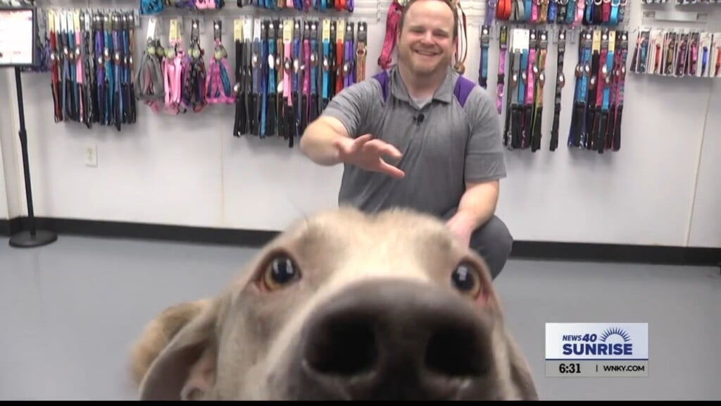 Pet Of The Day, Harry, 022324