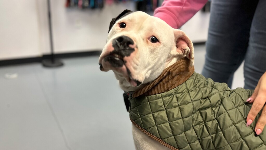 Pet Of The Day, Patron, 020124