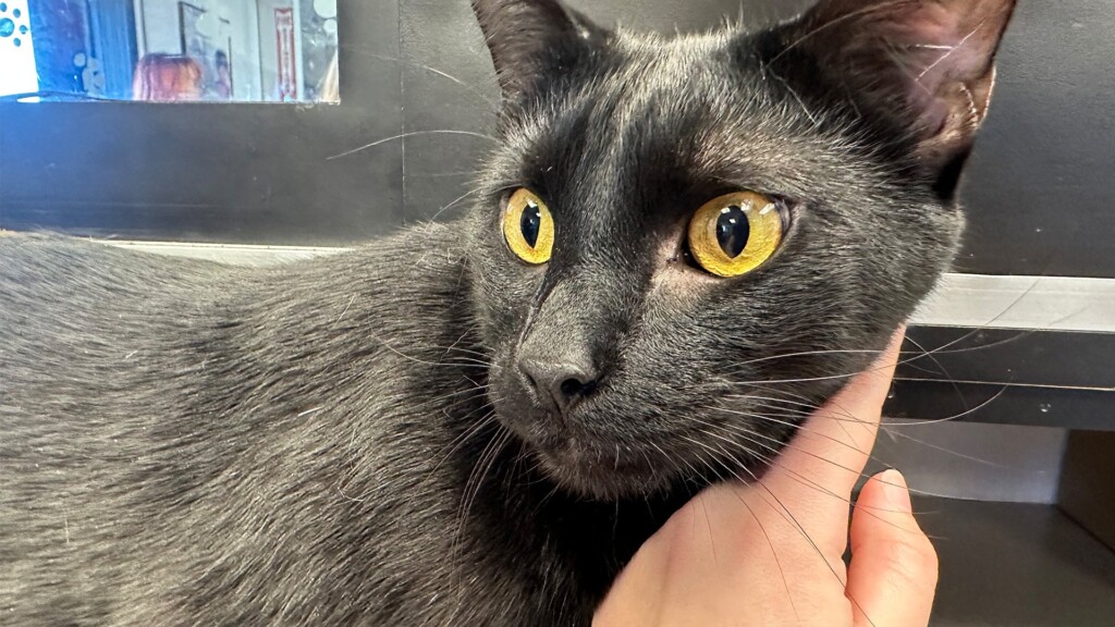 Pet Of The Day: Sushi