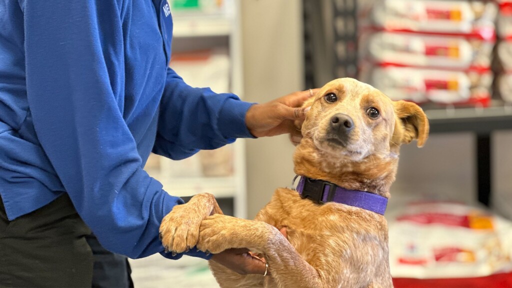 Pet Of The Day, Pebble, 020724