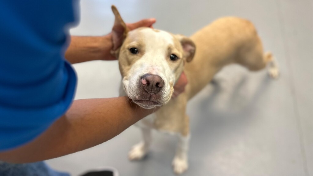 Pet Of The Day, Henny, 021324