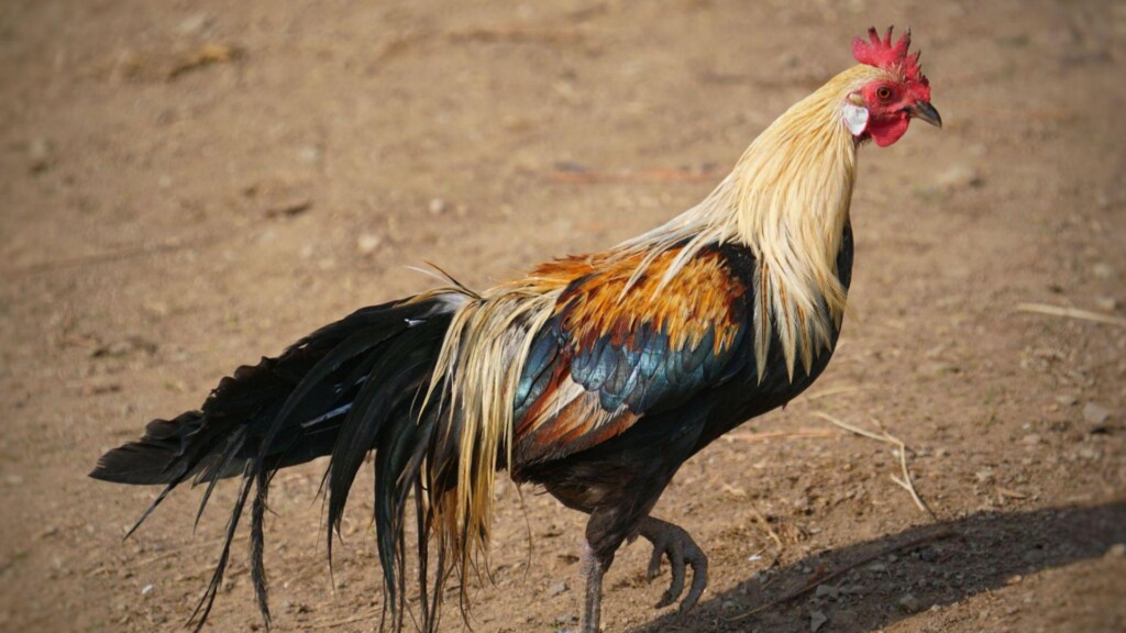 rooster