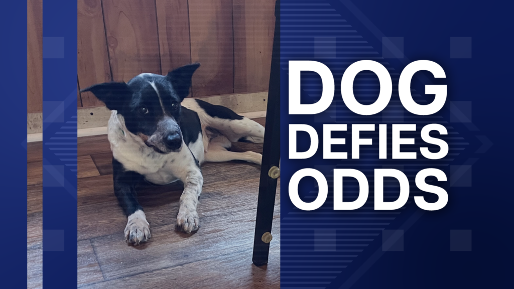 Dog Defies Odds