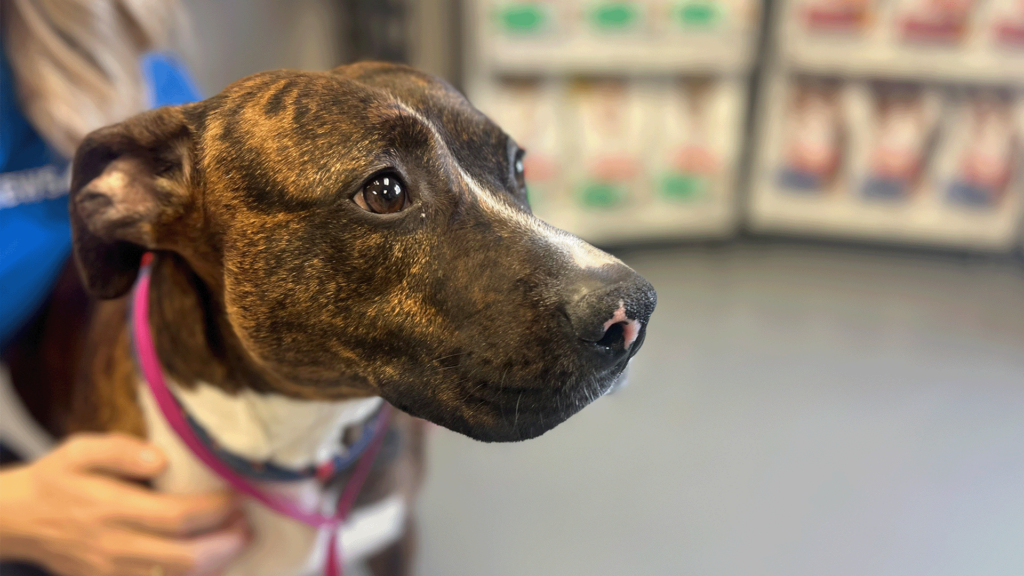 Pet Of The Day, Roadie, 031924