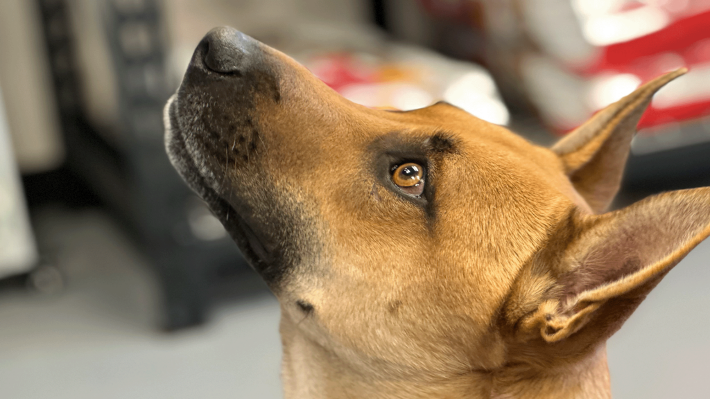 030724 Pet Of The Day