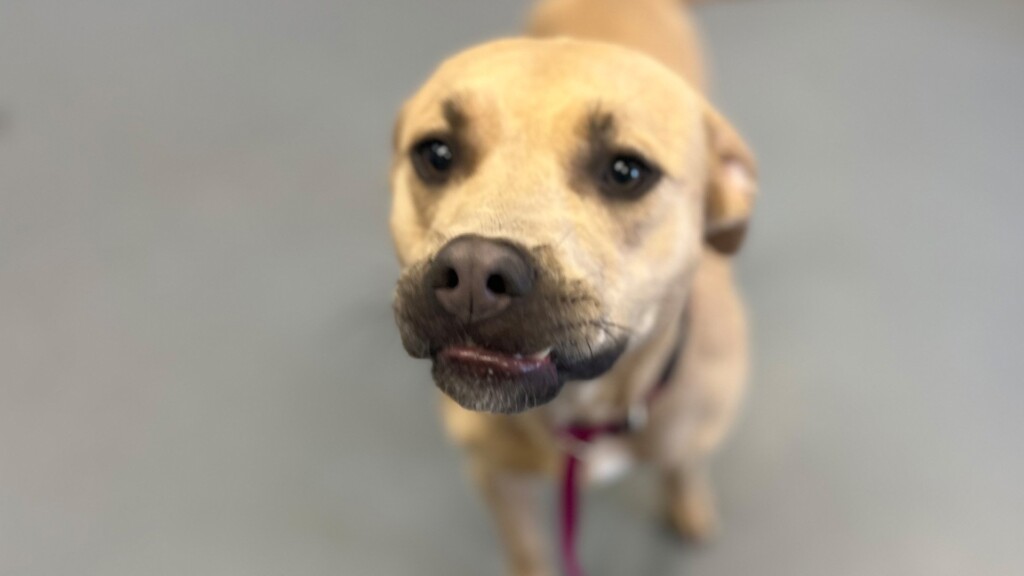 Pet Of The Day Boney 031824