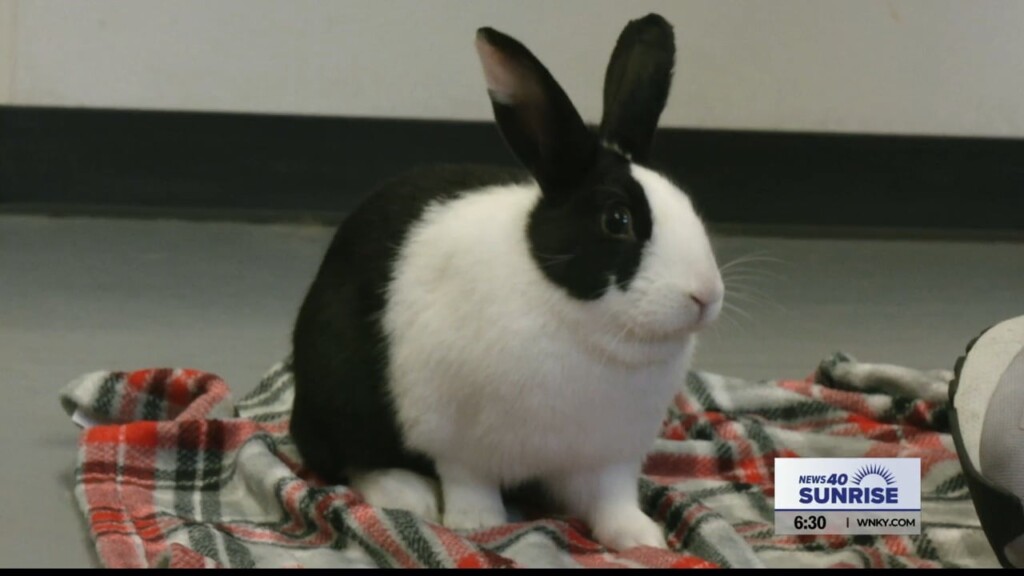 Pet Of The Day, Tatum, 031324