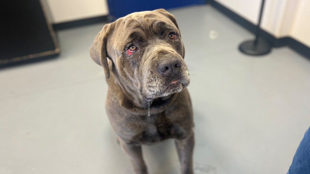 Pet Of The Day, Lincoln 032224