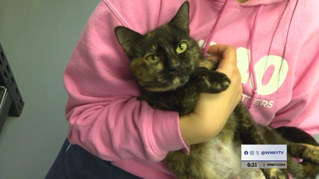 Pet Of The Day, Lolo, 041024