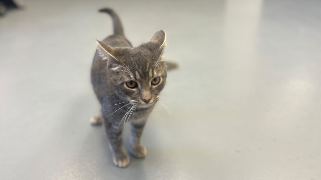 Pet Of The Day, Simon, 040224