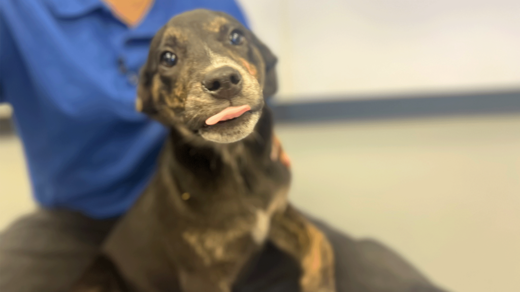 Pet Of The Day, Quesadilla, 040424