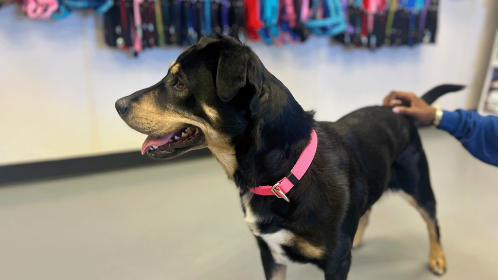 Pet Of The Day, Dixie, 040324