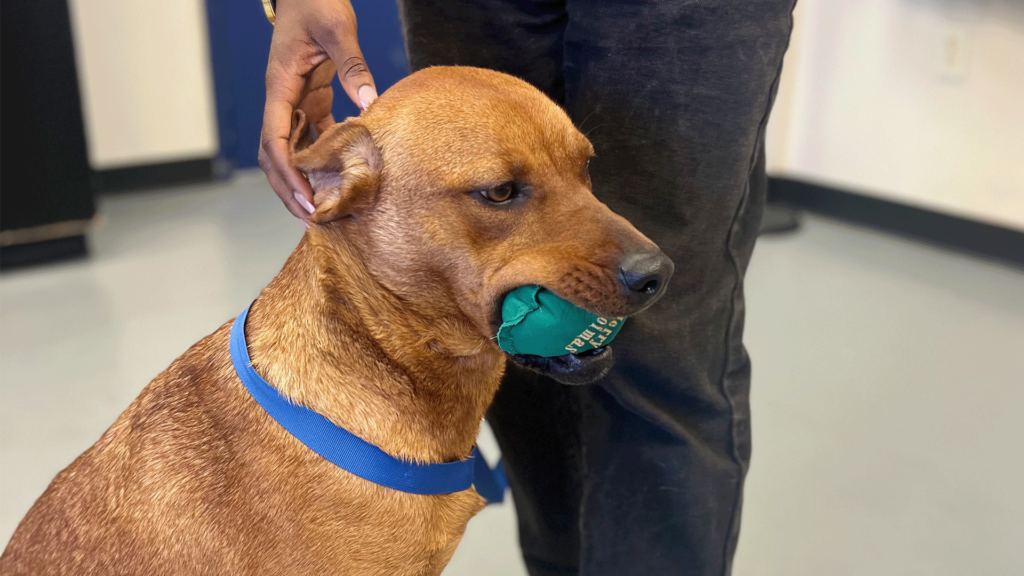 Pet Of The Day, Trixie, 040524