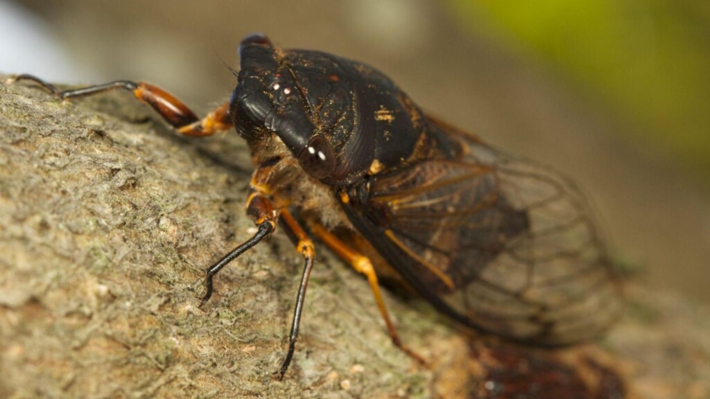 cicada