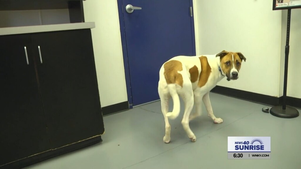 Pet Of The Day, Kaz, 040924