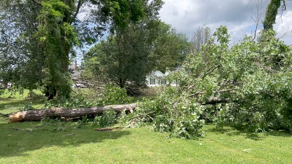 Storm Trees