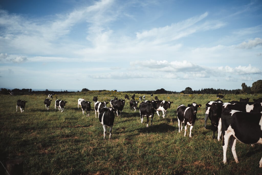 Herd Of Dairy Cows Quietly Grazing On A Large Green Flat Meadow With Lots Of Grass Near The Forest Under A Blue Sky, Rotorua, New Zealand
