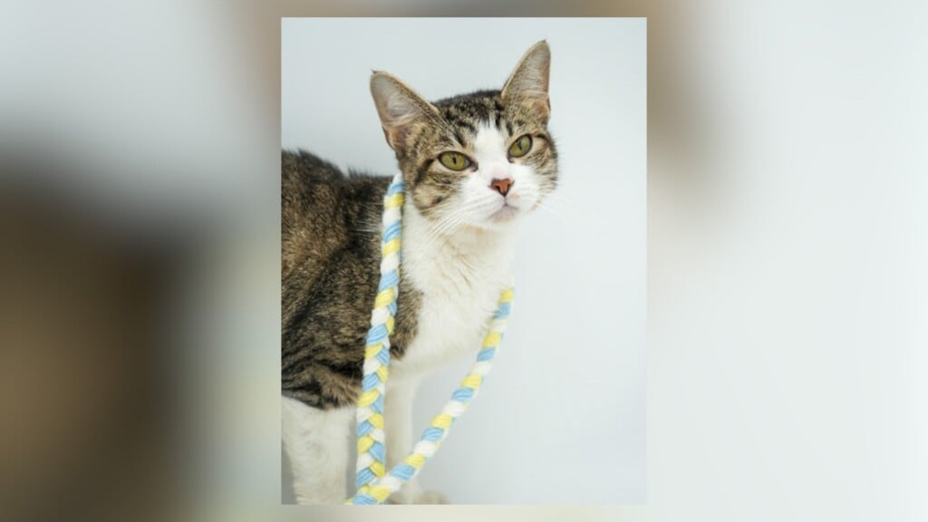 Pet Of The Day 7 5 24